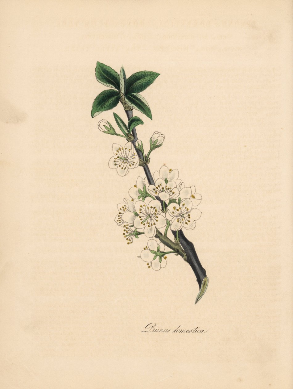 Pruimenboom, Prunus domestica. Illustratie van James Sowerby uit William Woodville
