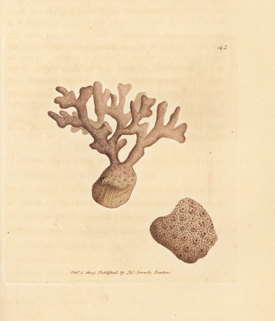 Porella compressa. Illustratie van James Sowerby uit 