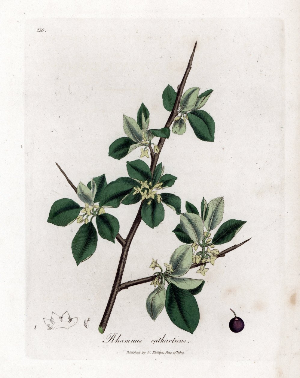 Purgatieve of cathartische wegedoorn - Wegedoorn, Rhamnus catharticus. Handgekleurde kopergravure uit een botanische illustratie door James Sowerby uit William Woodville en Sir William Jackson Hooker
