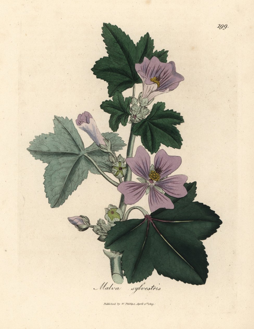 Paarse bloeiende kaasjeskruid, Malva sylvestris door James Sowerby