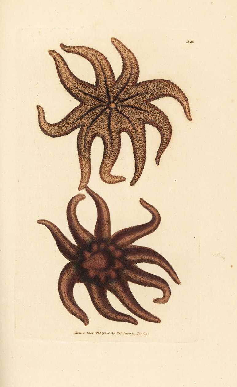 Paarse zonster, Solaster endeca door James Sowerby