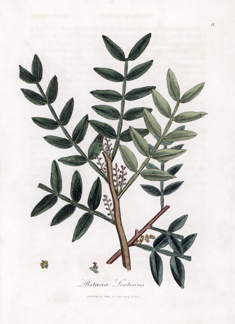 Kitteboom of lentiscus pistache - Kitteboom, Pistacia lentiscus. Handgekleurde kopergravure uit een botanische illustratie door James Sowerby uit William Woodville en Sir William Jackson Hooker