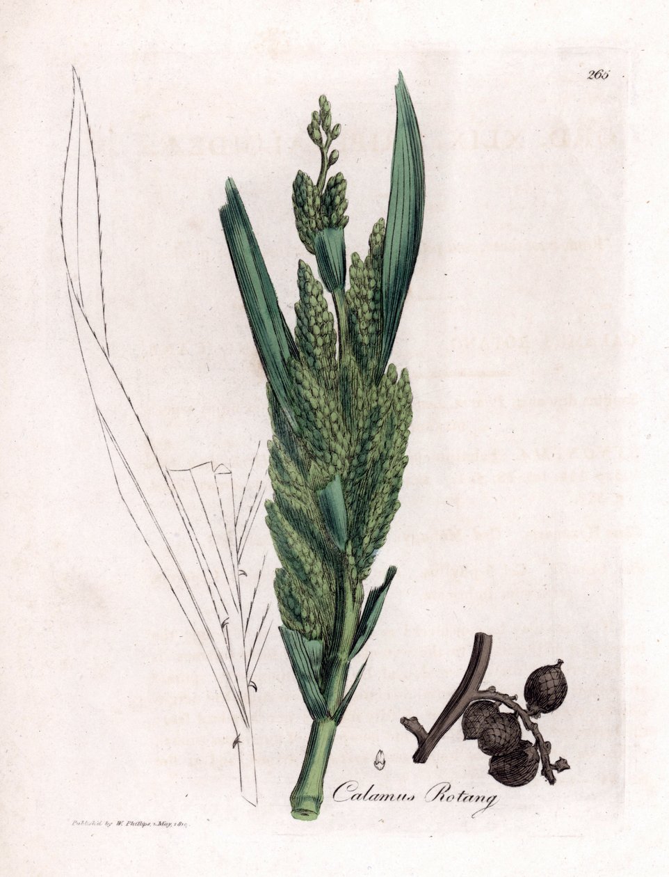 Rotanpalm, Calamus rotang. Illustratie van James Sowerby uit William Woodville en Sir William Jackson Hooker