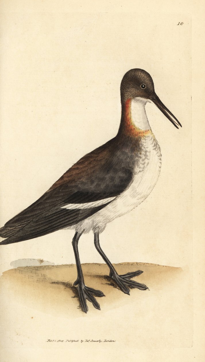 Roodhalsfalarope, Phalaropus lobatus. Illustratie van James Sowerby uit 