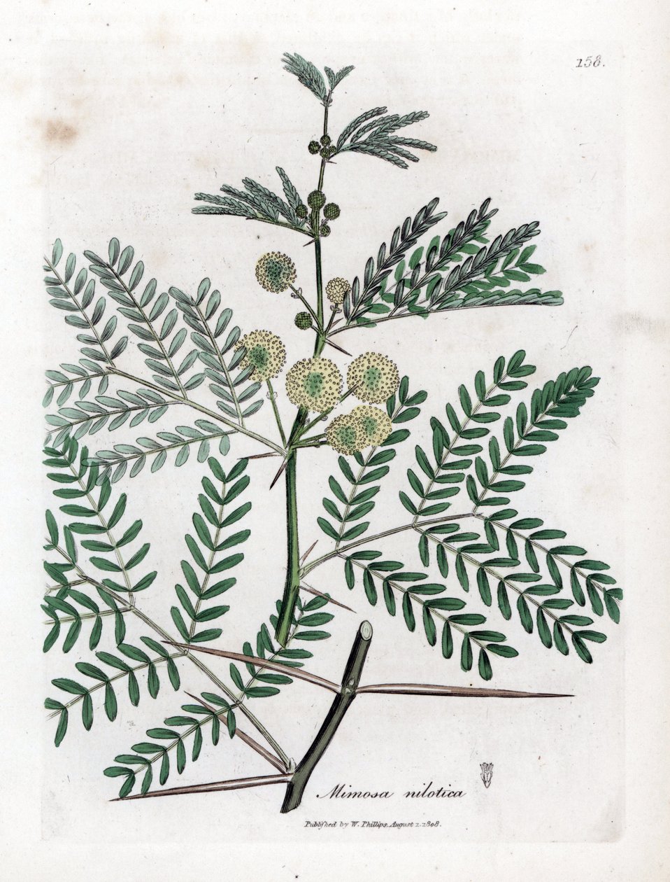 Rode gom - Arabische gomboom, Acacia nilotica. Handgekleurde kopergravure uit een botanische illustratie door James Sowerby uit William Woodville en Sir William Jackson Hooker