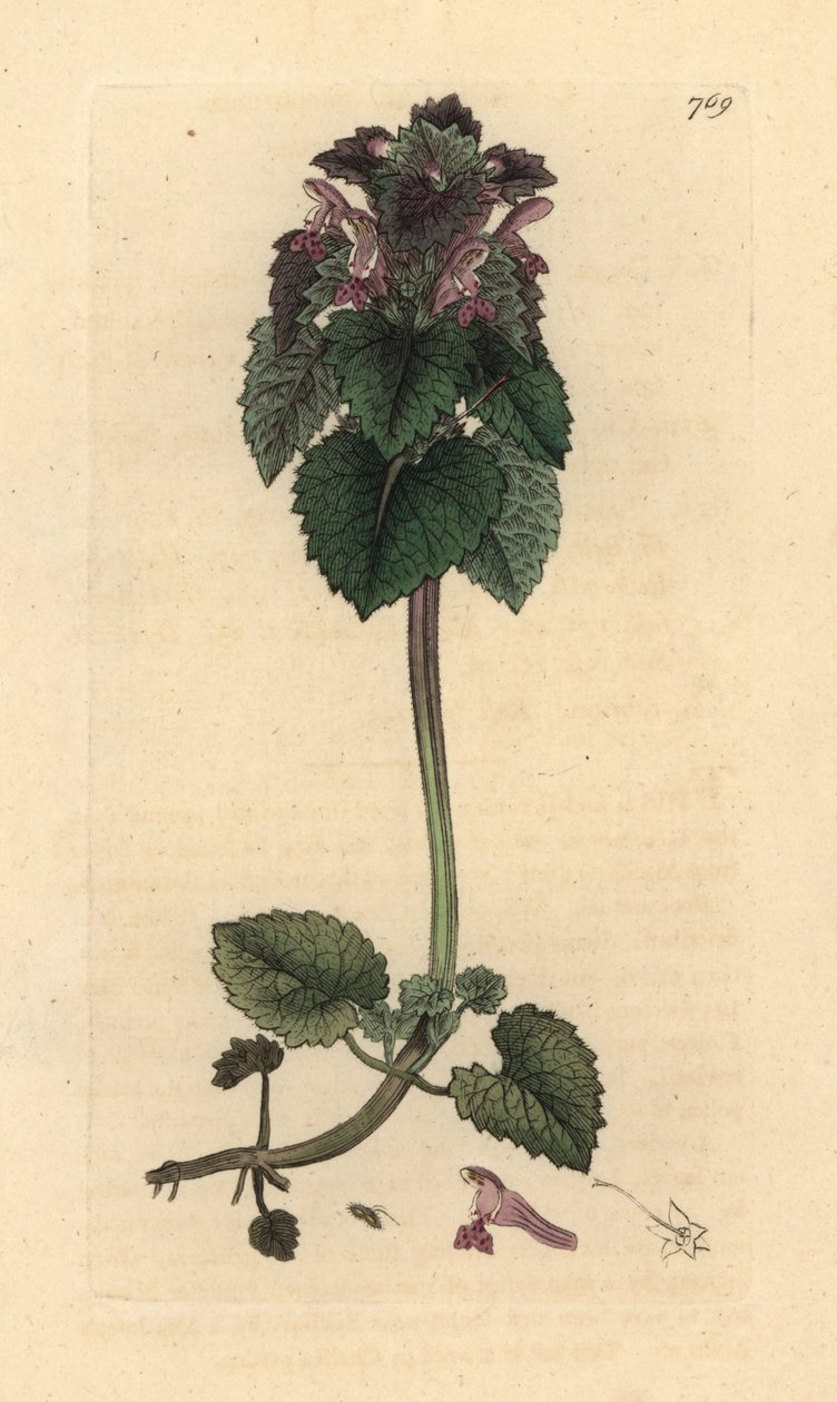 Rode dovenetel, Lamium purpureum, handgekleurde kopergravure naar een tekening van James Sowerby door James Sowerby