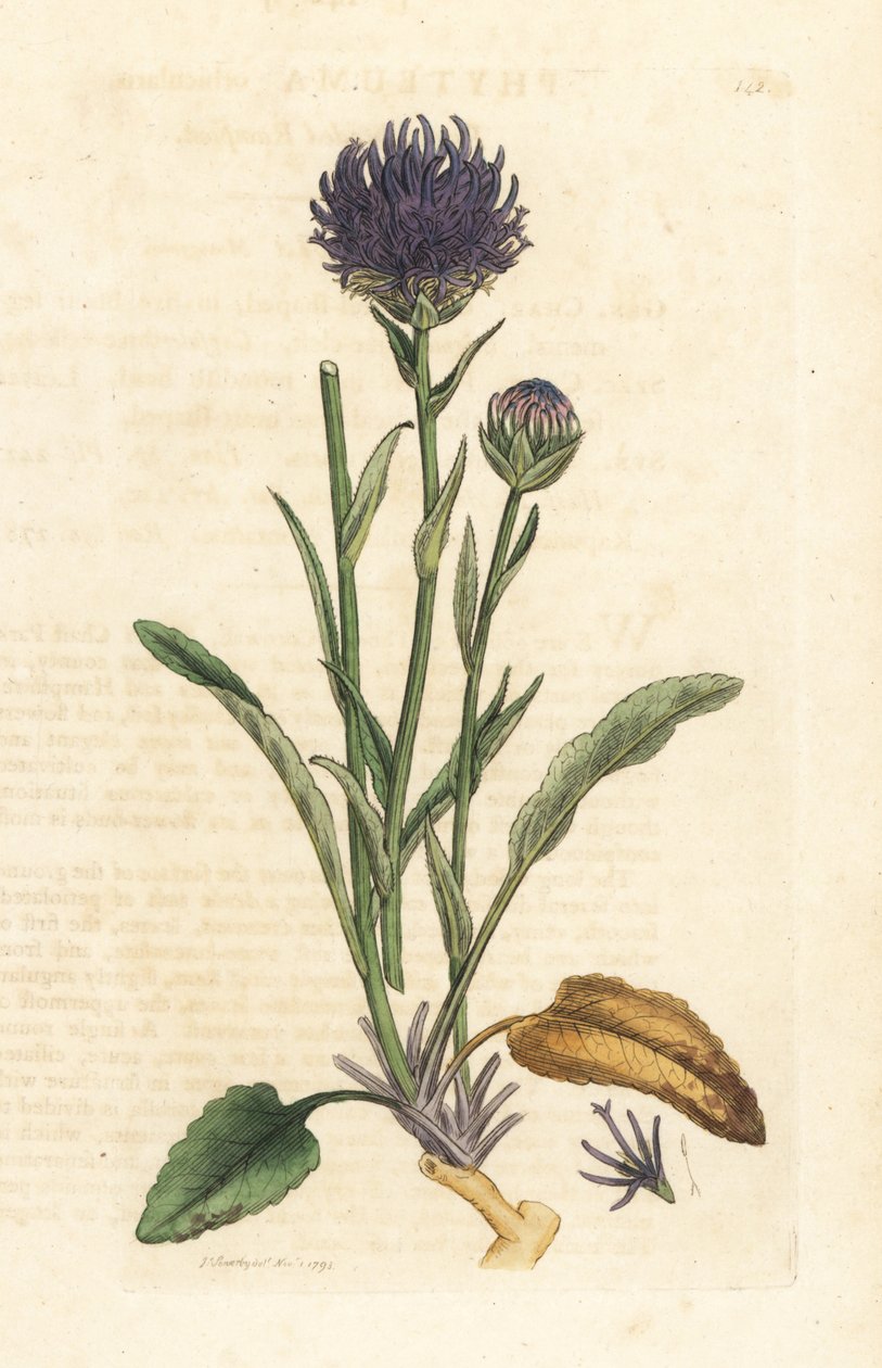 Rondkoppige rapunzel, Phyteuma orbiculare. Handgekleurde kopergravure naar een illustratie door James Sowerby uit James Smith