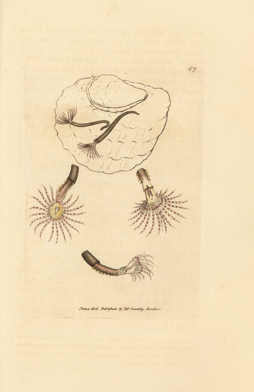 Zandworm met karmozijnrode voelsprieten, Amphitrite rosea door James Sowerby