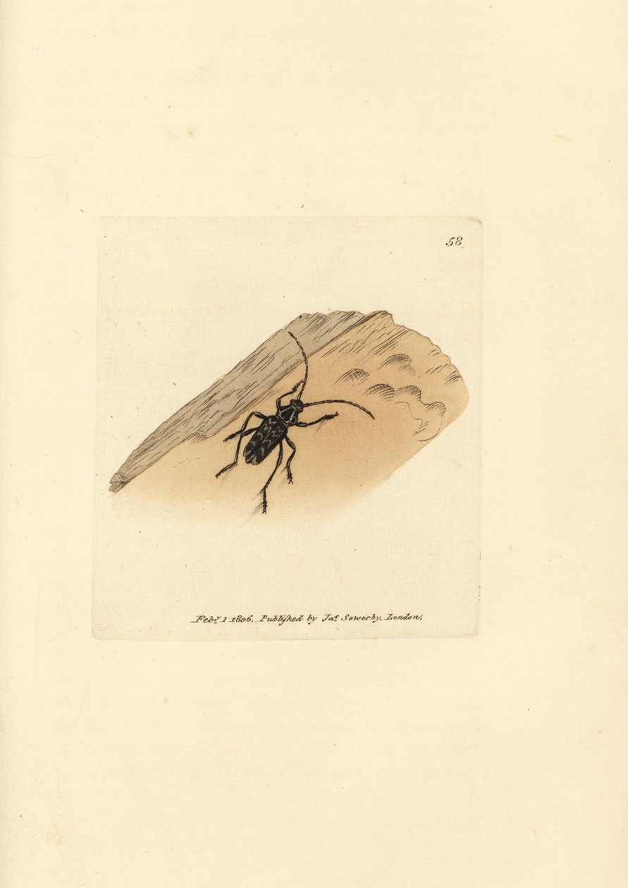 Sarosesthes fulminans kever door James Sowerby
