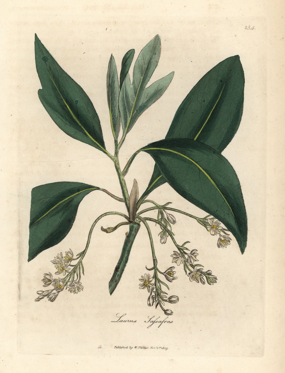 Sassafrasboom, Laurus sassafras door James Sowerby