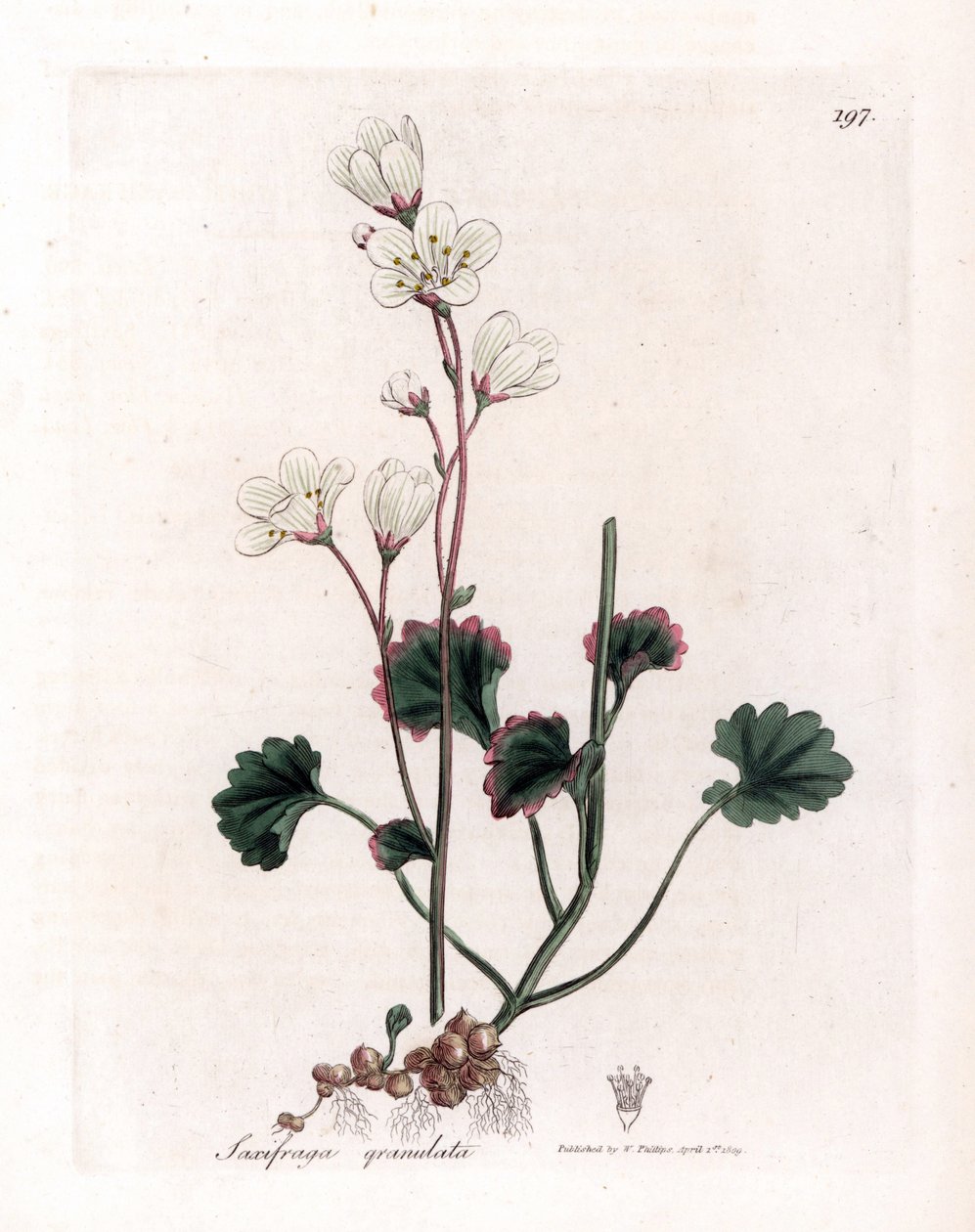 Witte steenbreek, Saxifraga granulata. Illustratie van James Sowerby uit William Woodville en Sir William Jackson Hooker