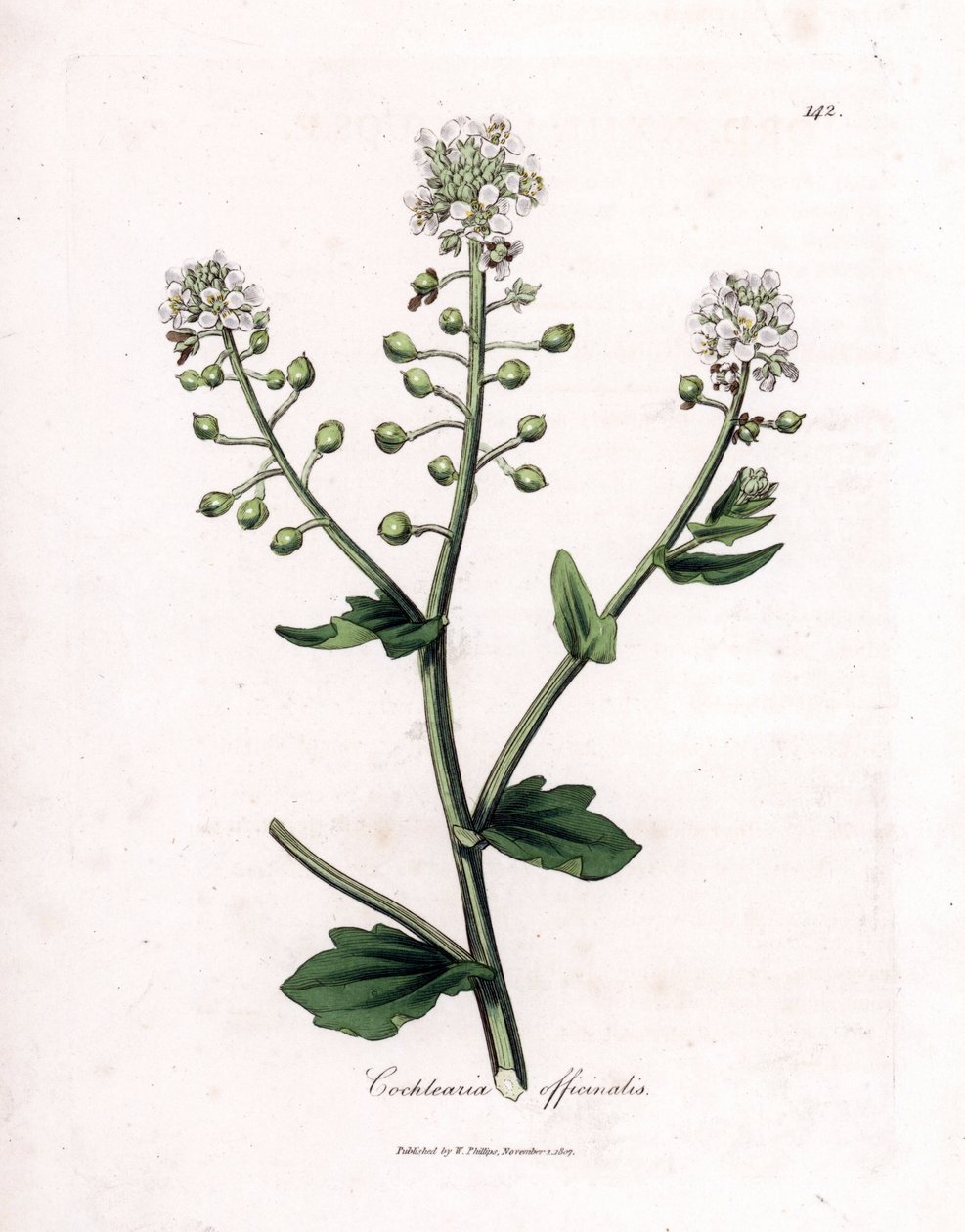 Scheurbuikgras, Cochlearia officinalis. Handgekleurde kopergravure uit een botanische illustratie door James Sowerby uit William Woodville en Sir William Jackson Hooker