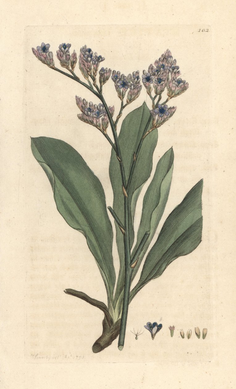 Zee lavendel, Limonium vulgare (Statice limonium) door James Sowerby