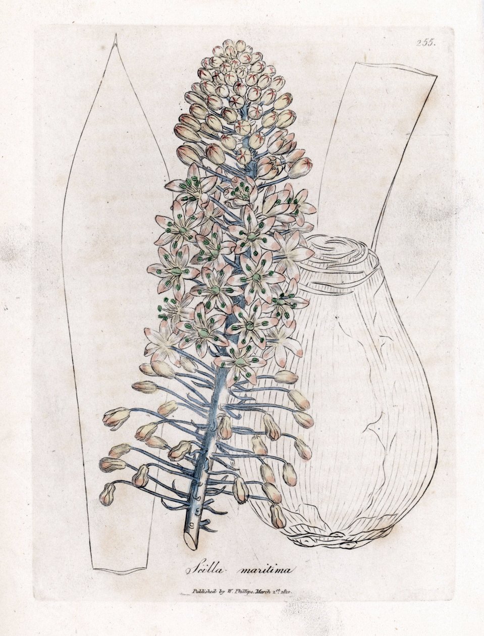 Zeewortel, Drimia maritima. Illustratie van James Sowerby uit William Woodville en Sir William Jackson Hooker