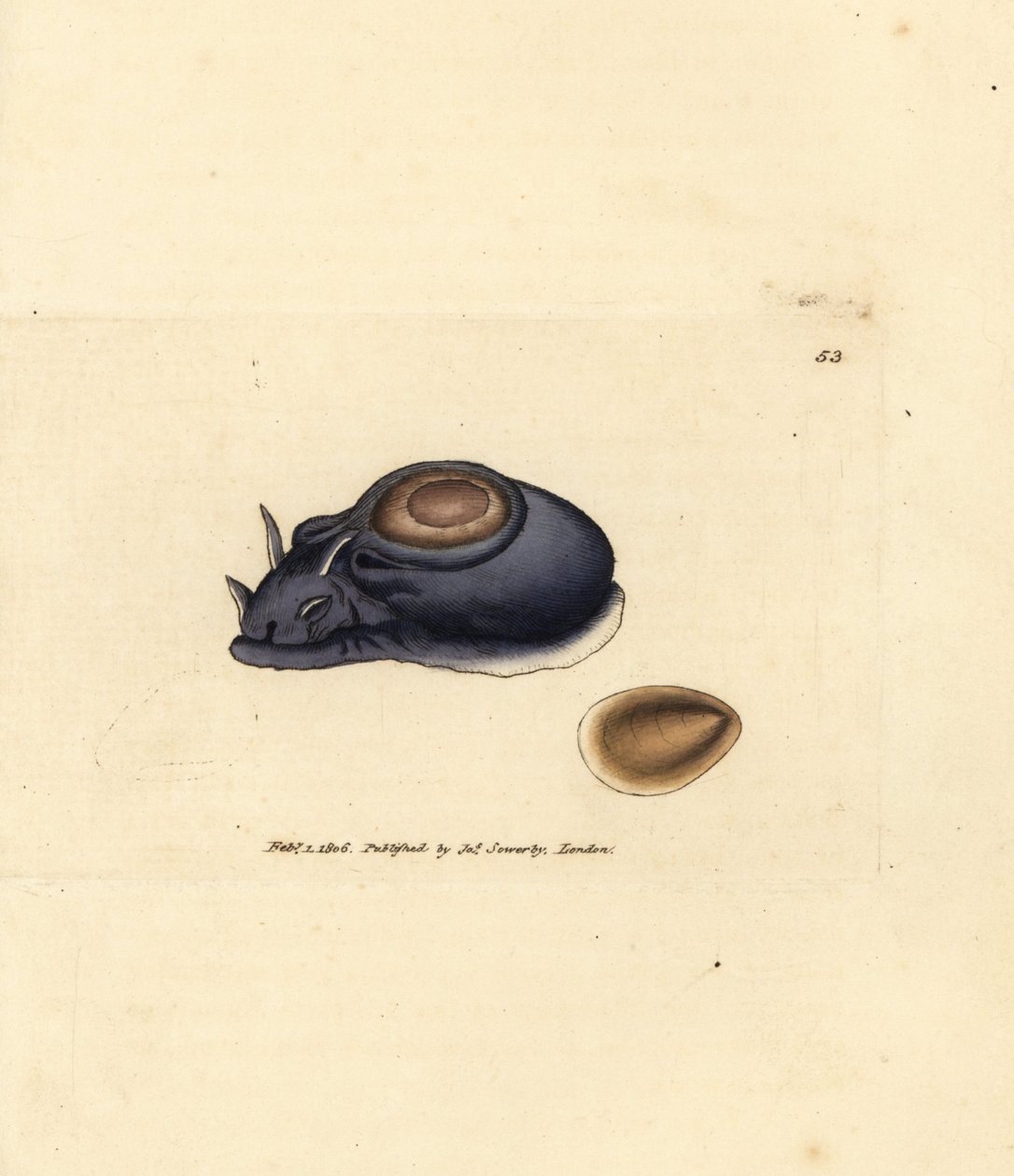Zeeslak of zeekonijn, Aplysia punctata (Aplysia hybrida). Handgekleurde kopergravure door James Sowerby uit The British Miscellany, of Coloured figures of new, rare, or little known animal subjects. door James Sowerby