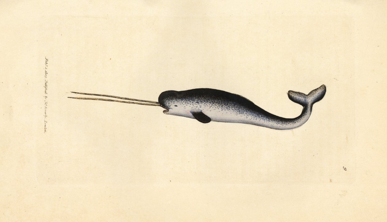 Zee-eenhoorn of narwal, Monodon monoceros door James Sowerby