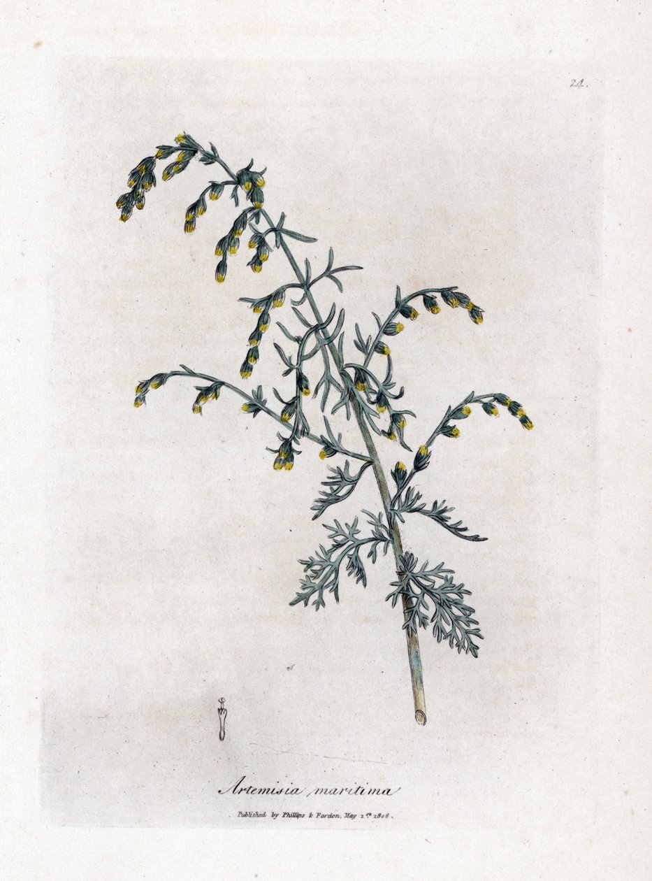 Zeealsem, Artemisia maritima. Handgekleurde kopergravure uit een botanische illustratie door James Sowerby uit William Woodville en Sir William Jackson Hooker
