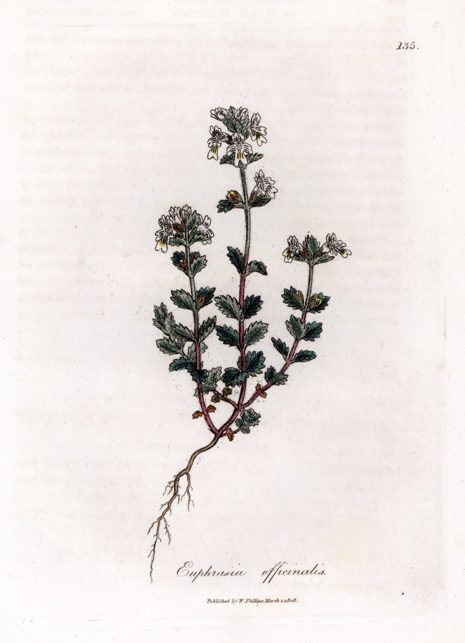 Gewone ogentroost, Euphrasia officinalis. Illustratie van James Sowerby uit William Woodville en Sir William Jackson Hooker