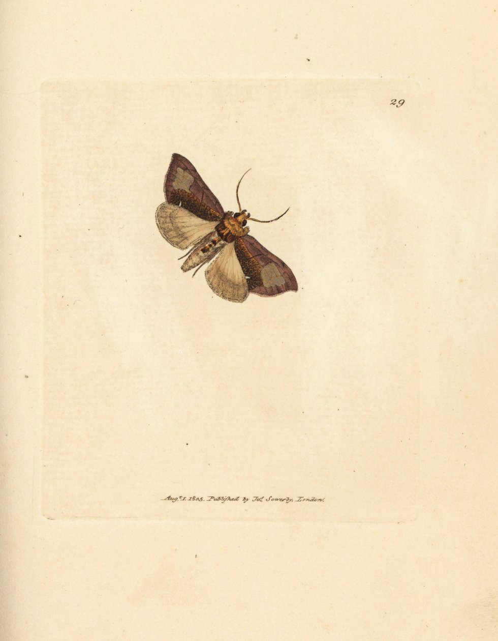 Slanke glanzende brassels, Thysanoplusia orichalcea door James Sowerby