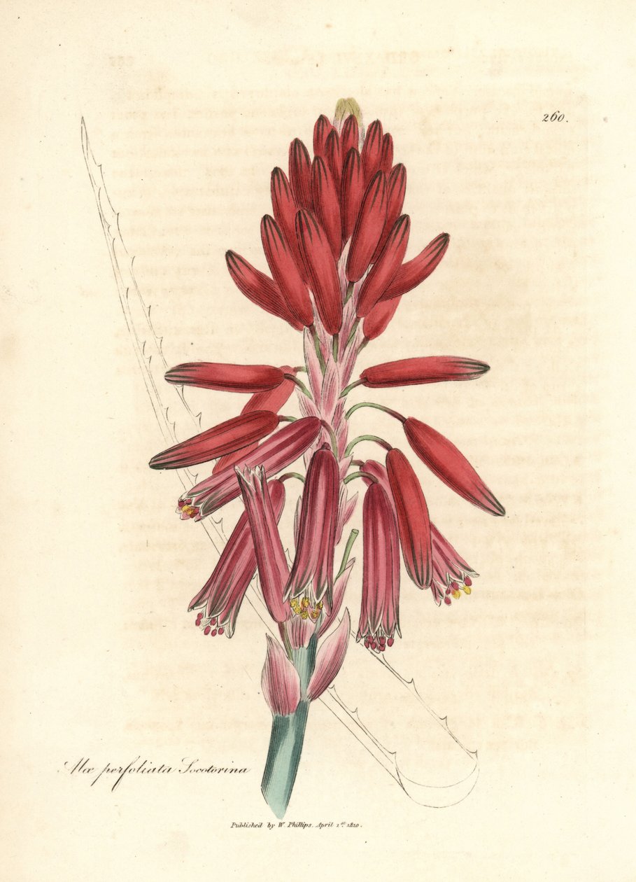 Socotorine aloë, Aloe perfoliata socotorina door James Sowerby