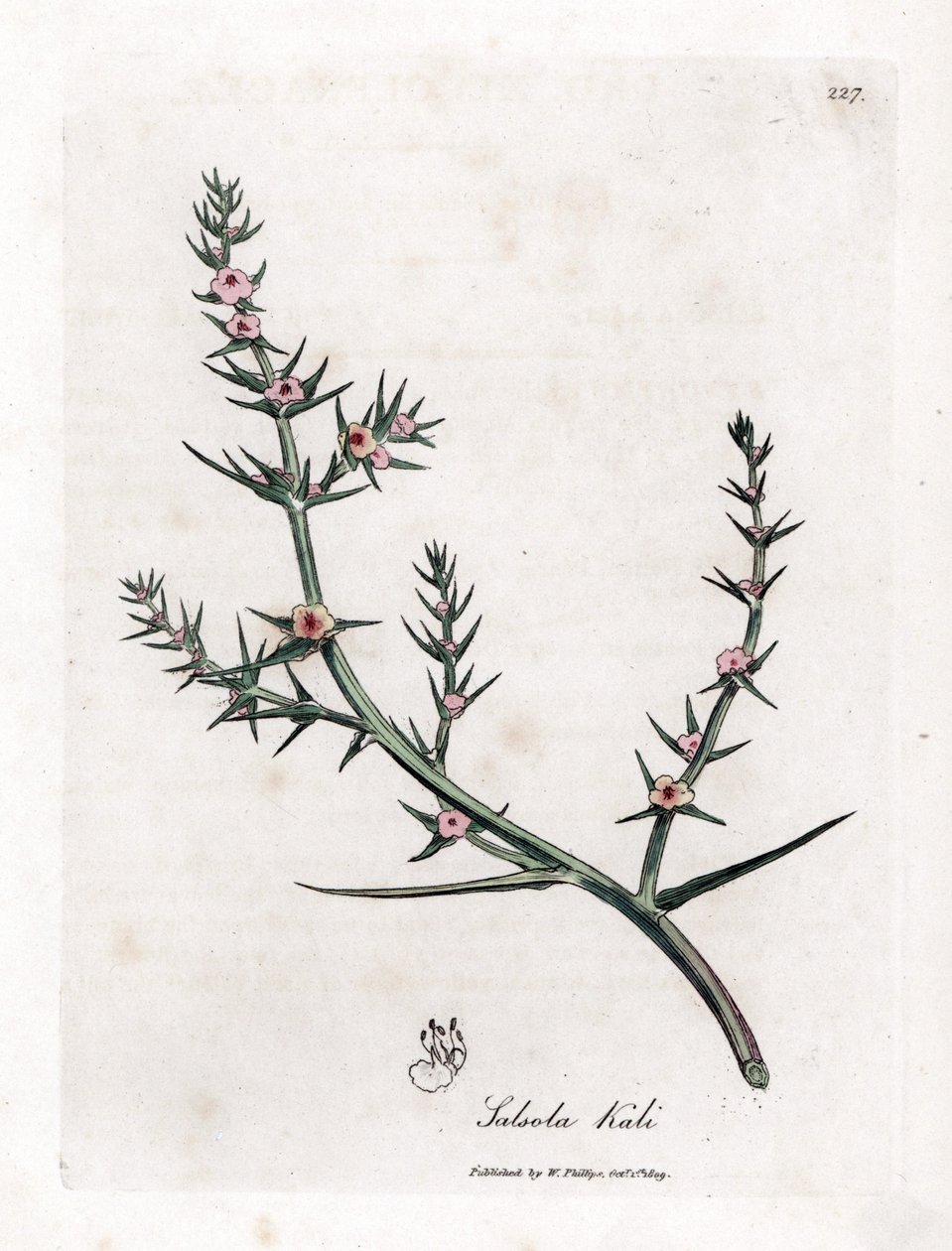 Brandende soda - Stekelige zoutmelde, Kali turgida. Handgekleurde kopergravure uit een botanische illustratie door James Sowerby uit William Woodville en Sir William Jackson Hooker