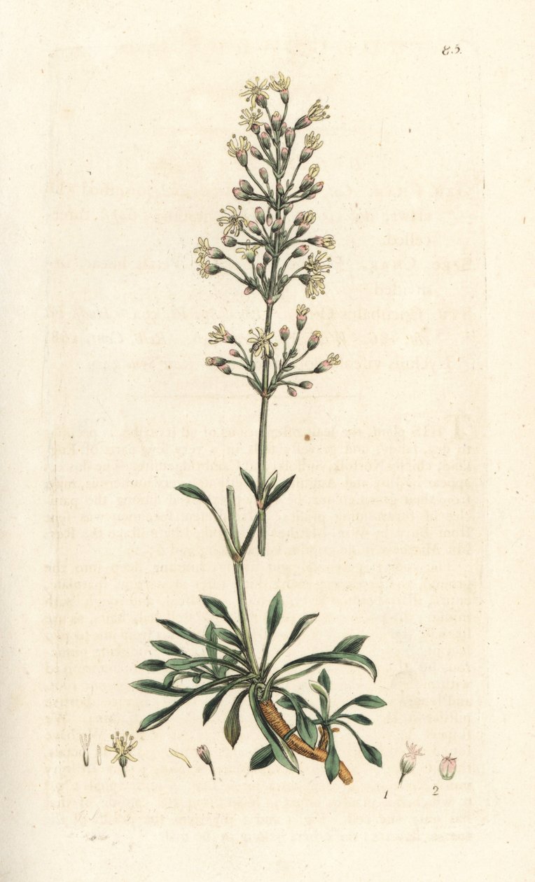 Spaanse koekoeksbloem, Silene otites. Handgekleurde kopergravure naar een illustratie door James Sowerby uit James Smith