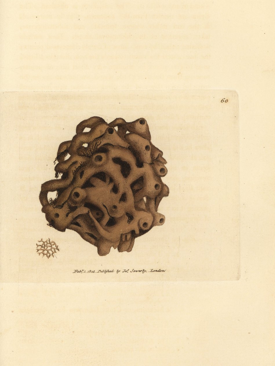 Spons, Haliclona cinerea (Geannuleerde spons, Spongia cancellata). Handgekleurde kopergravure door James Sowerby uit The British Miscellany, of Coloured figures of new, rare, or little known animal subjects. door James Sowerby