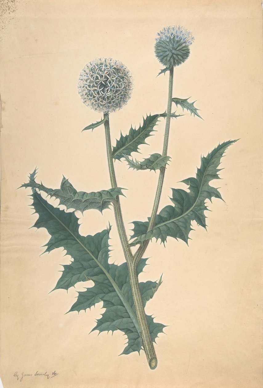 Studie van een Distel door James Sowerby