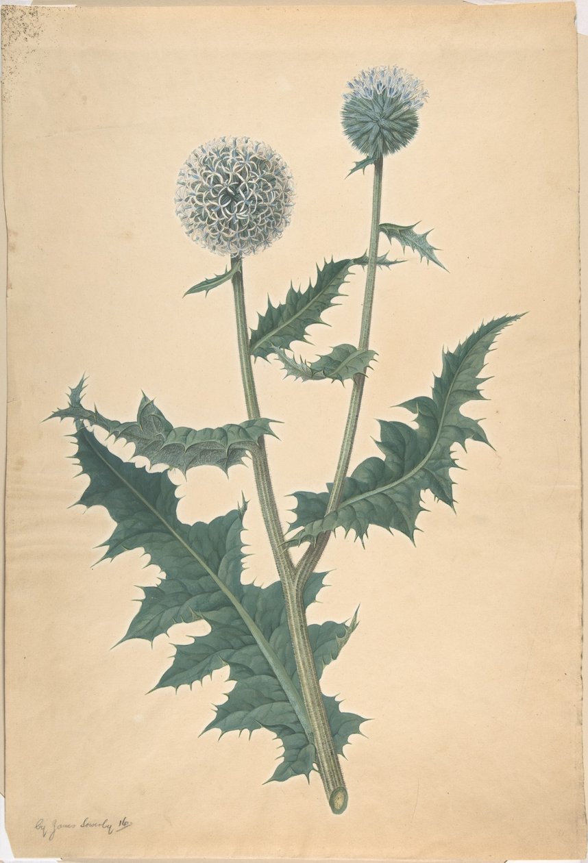 Studie van een distel door James Sowerby