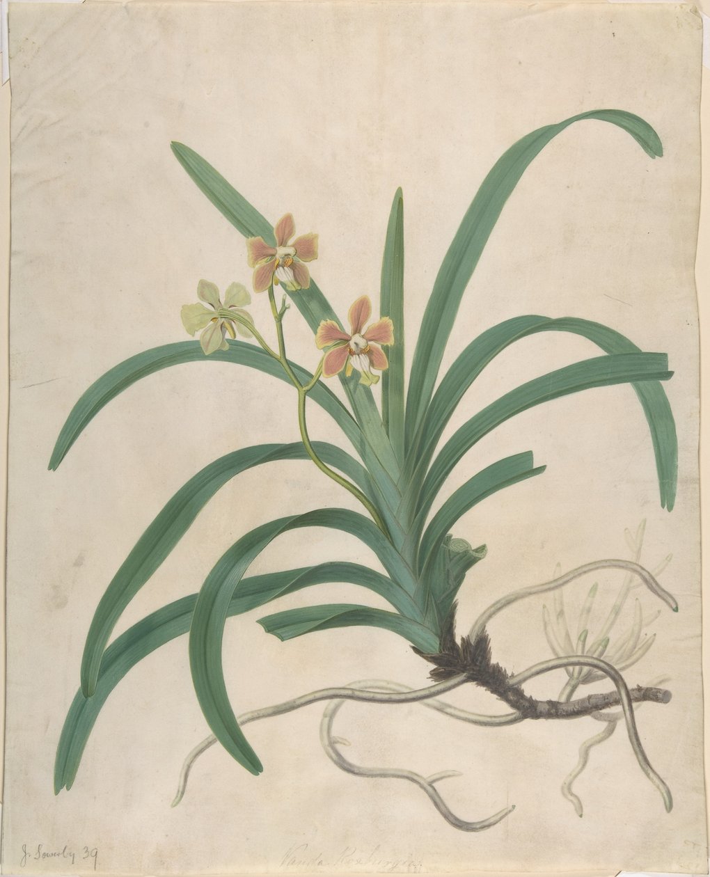 Studie van een orchidee, „Vanda Roxburgia“ door James Sowerby