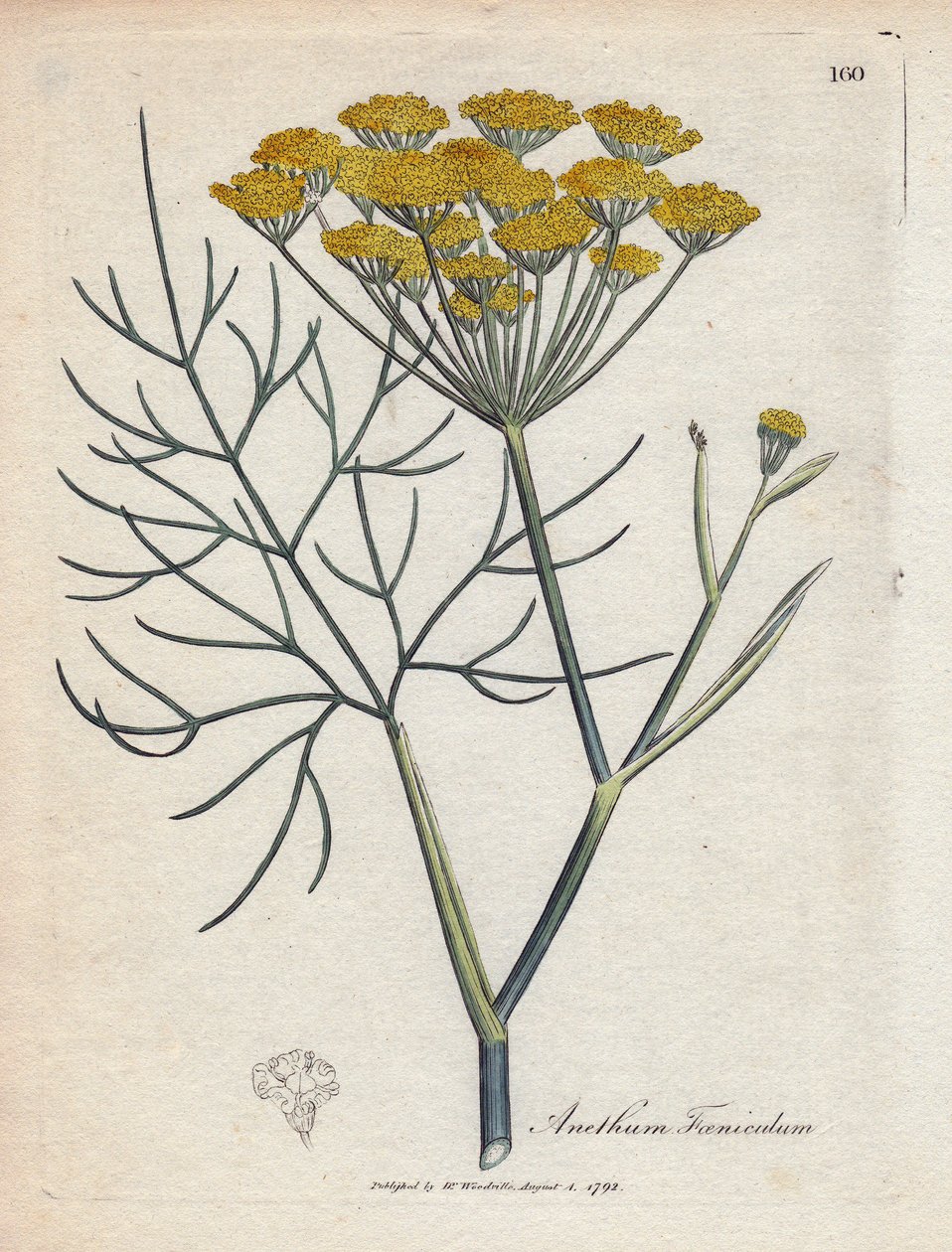 Venkel. Illustratie van James Sowerby in 
