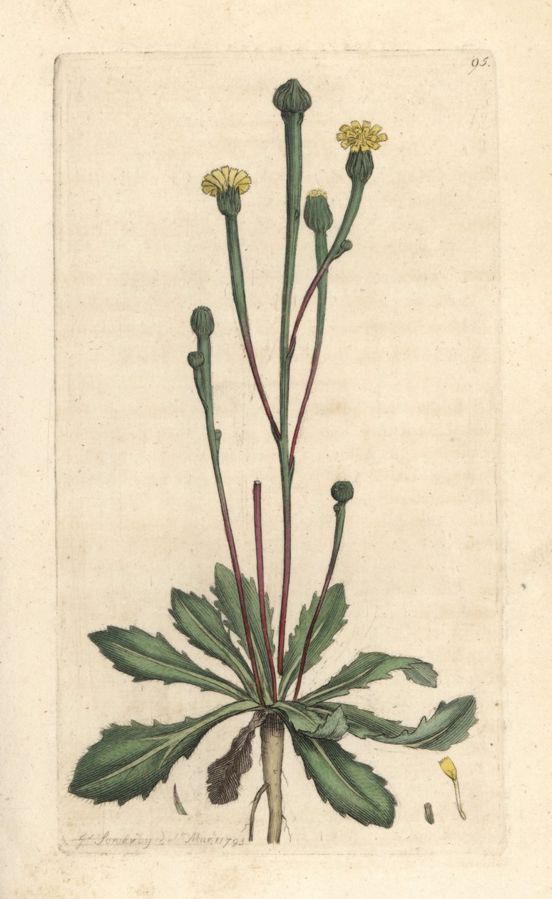 Zwijnscichorei, Arnoseris minima (Hyoseris minima) door James Sowerby