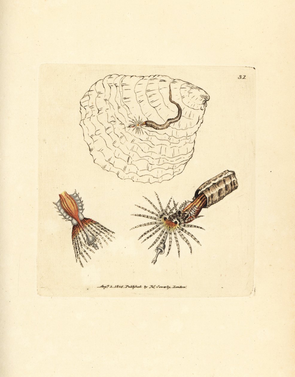 Buisvormende annelide waaierworm, Spirobranchus triqueter door James Sowerby