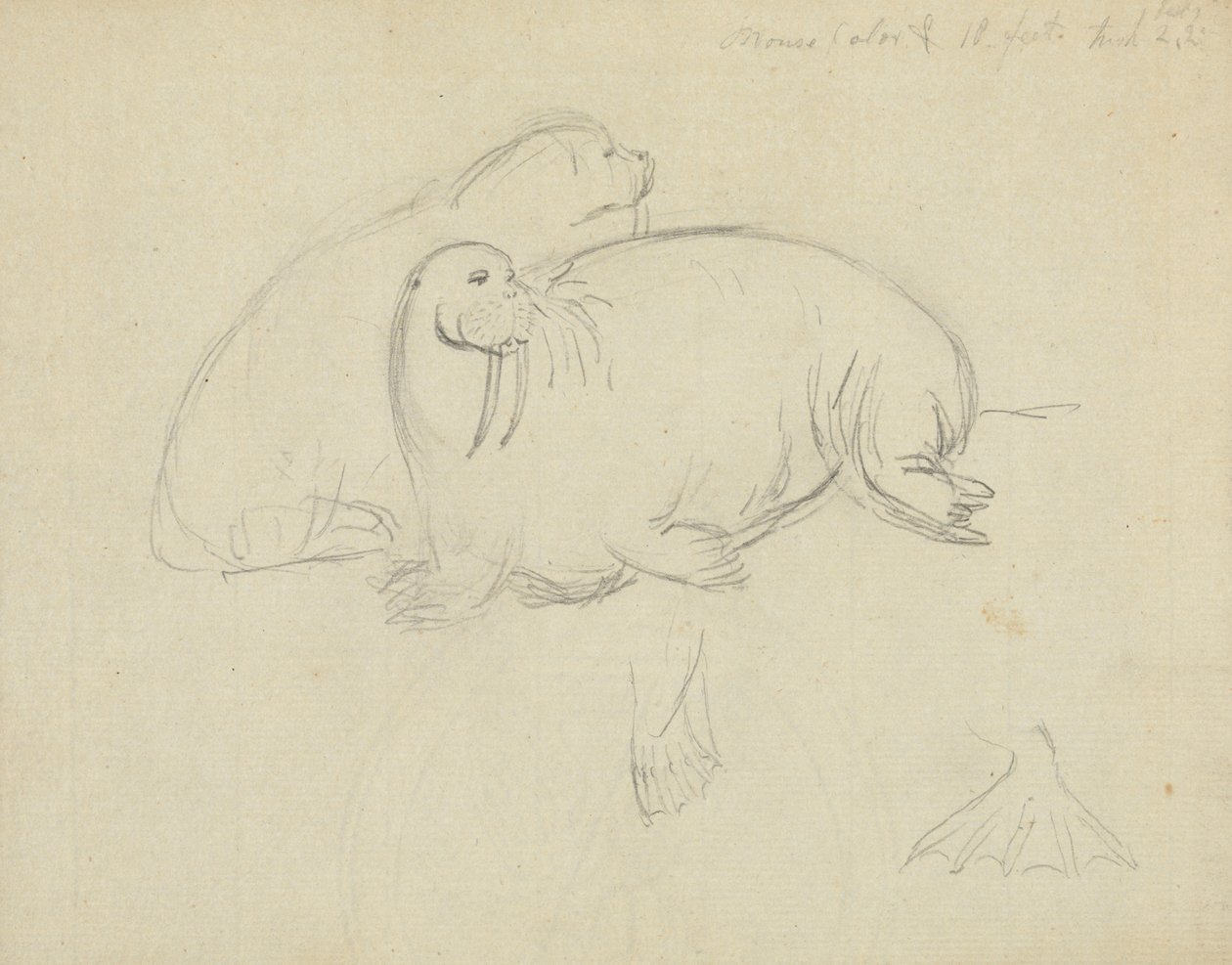 Twee walrussen met detail van flippers door James Sowerby