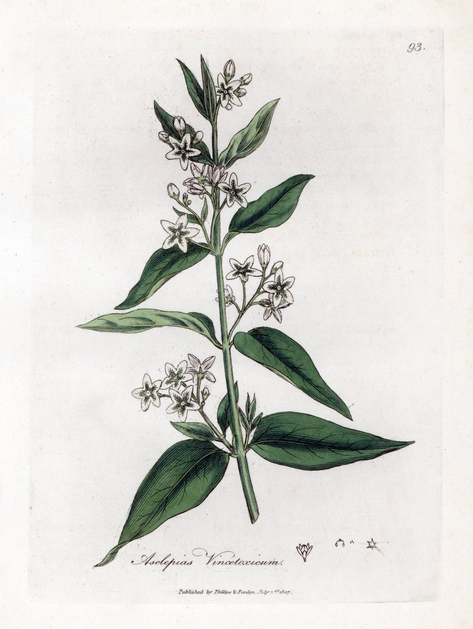 Zijdeplant, Asclepias vincetoxicum. Illustratie van James Sowerby uit William Woodville en Sir William Jackson Hooker