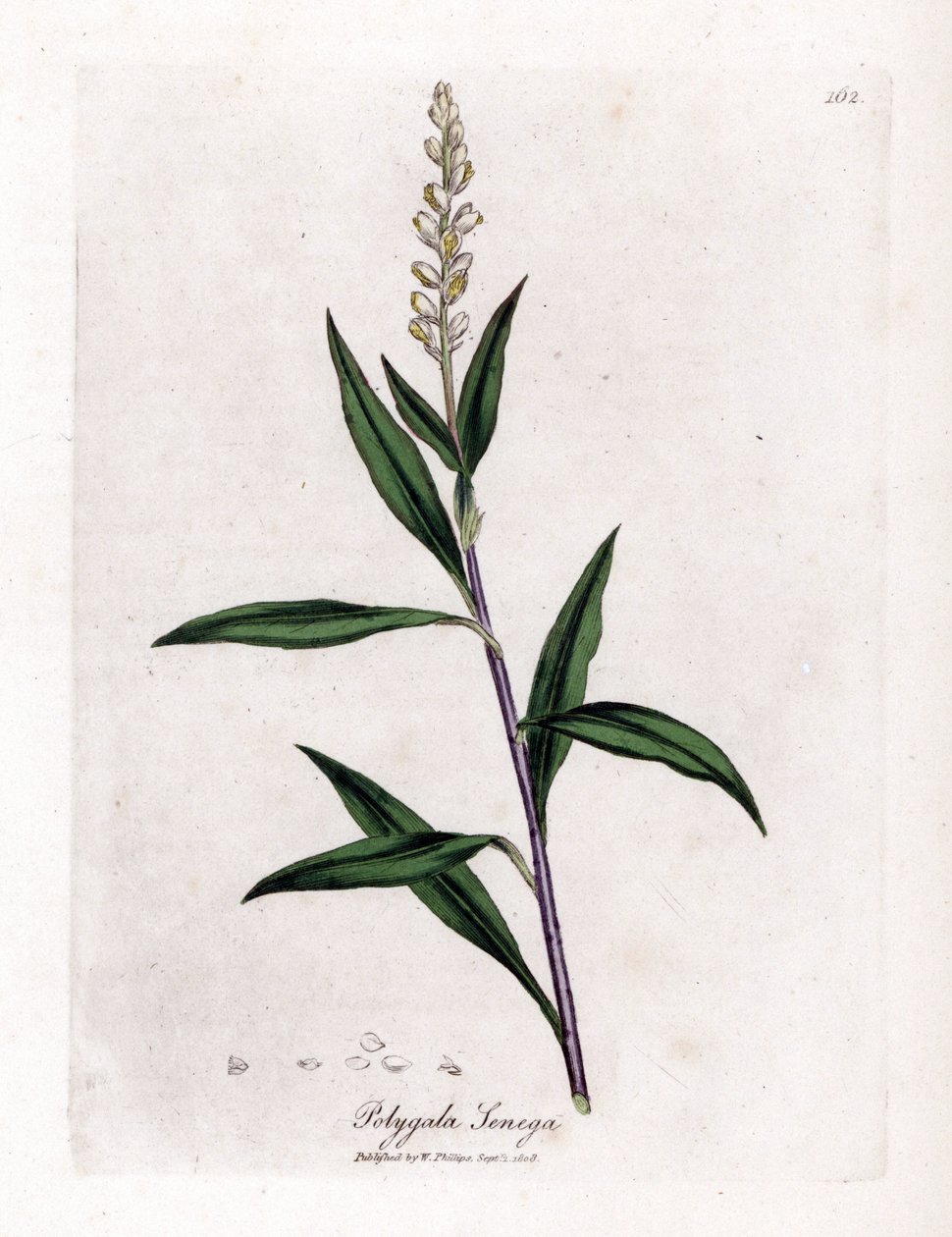 Virginia polygale of melkgras - Senega, Polygala senega. Handgekleurde kopergravure uit een botanische illustratie door James Sowerby uit William Woodville en Sir William Jackson Hooker