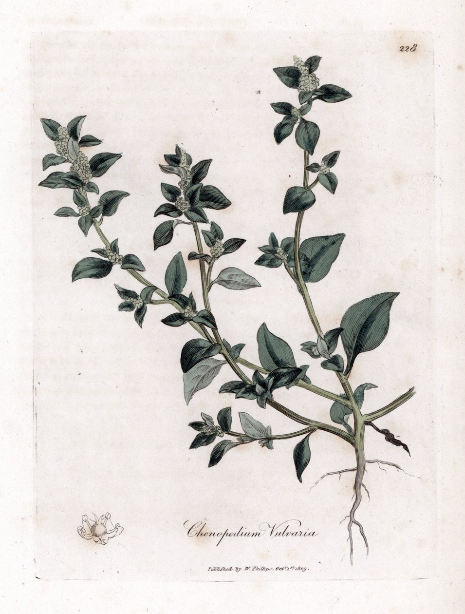 Stinkende ganzenvoet - Stinkende ganzenvoet, Chenopodium vulvaria. Handgekleurde kopergravure uit een botanische illustratie door James Sowerby uit William Woodville en Sir William Jackson Hooker