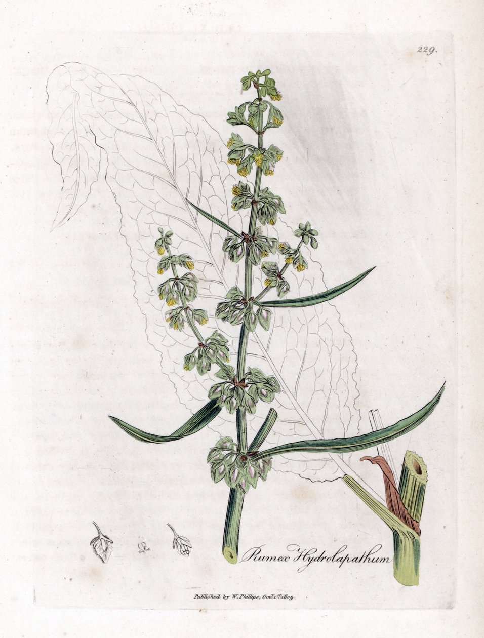 Grote waterzuring, Rumex hydrolapathum. Illustratie van James Sowerby uit William Woodville en Sir William Jackson Hooker