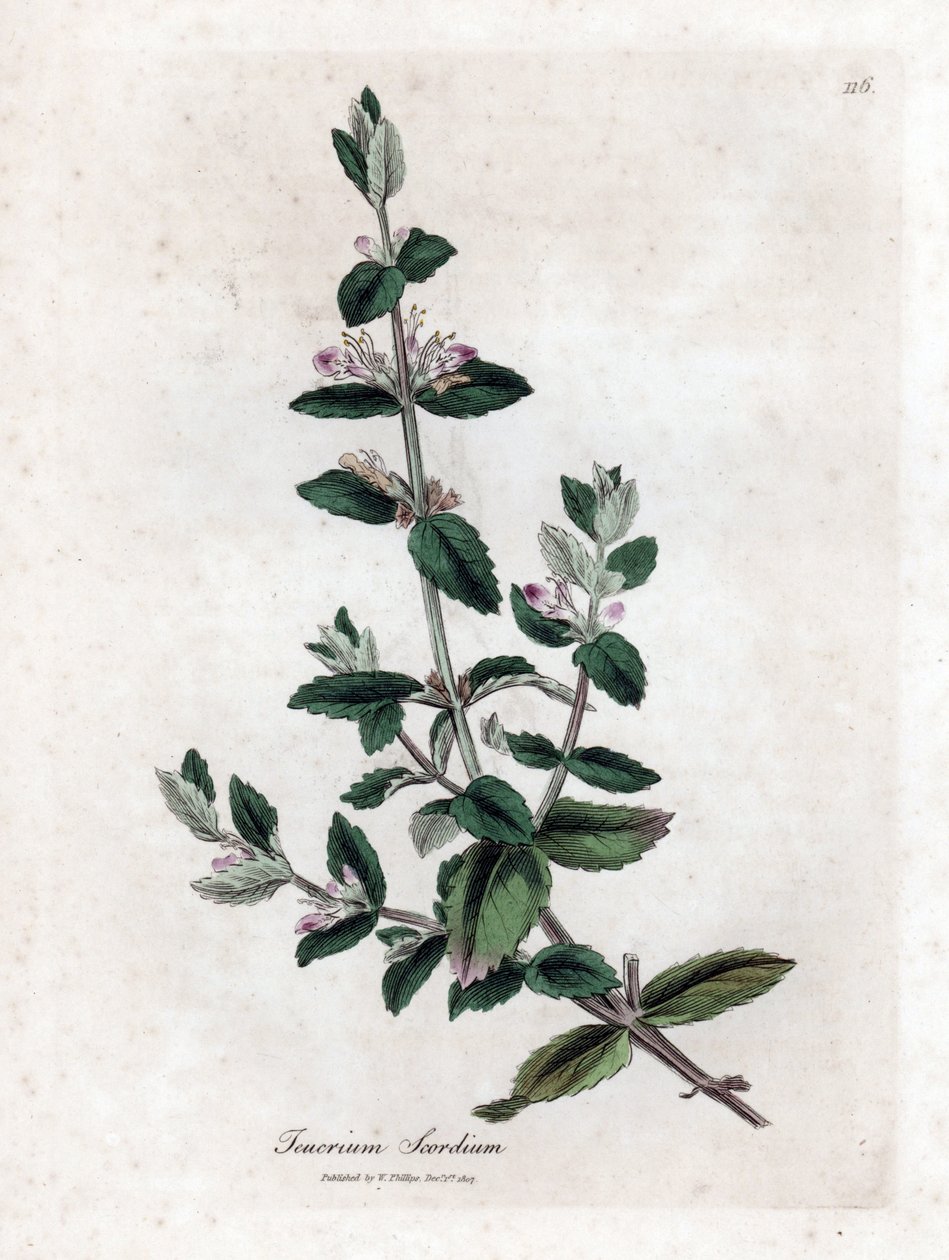 Water germandree - Water germander, Teucrium scordium. Handgekleurde kopergravure uit een botanische illustratie door James Sowerby uit William Woodville en Sir William Jackson Hooker