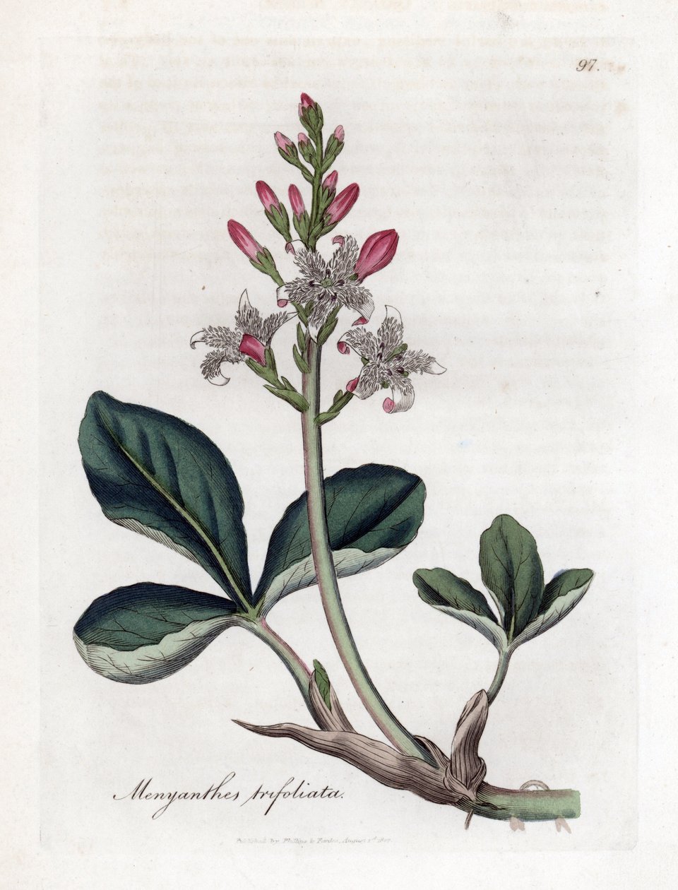 Waterdrieblad of watergentiaan, Menyanthes trifoliata. Handgekleurde kopergravure uit een botanische illustratie door James Sowerby uit William Woodville en Sir William Jackson Hooker