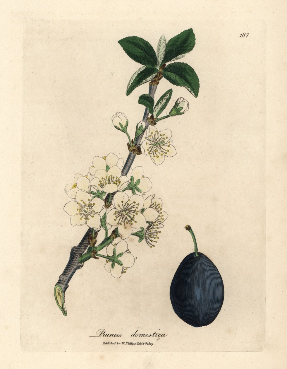 Witte bloesem en vrucht van de pruimenboom, Prunus domestica door James Sowerby