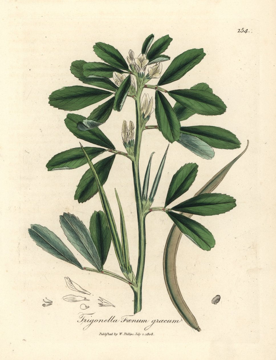 Wit bloeiende fenegriek met zaaddoos, Trigonella foenum graecum door James Sowerby