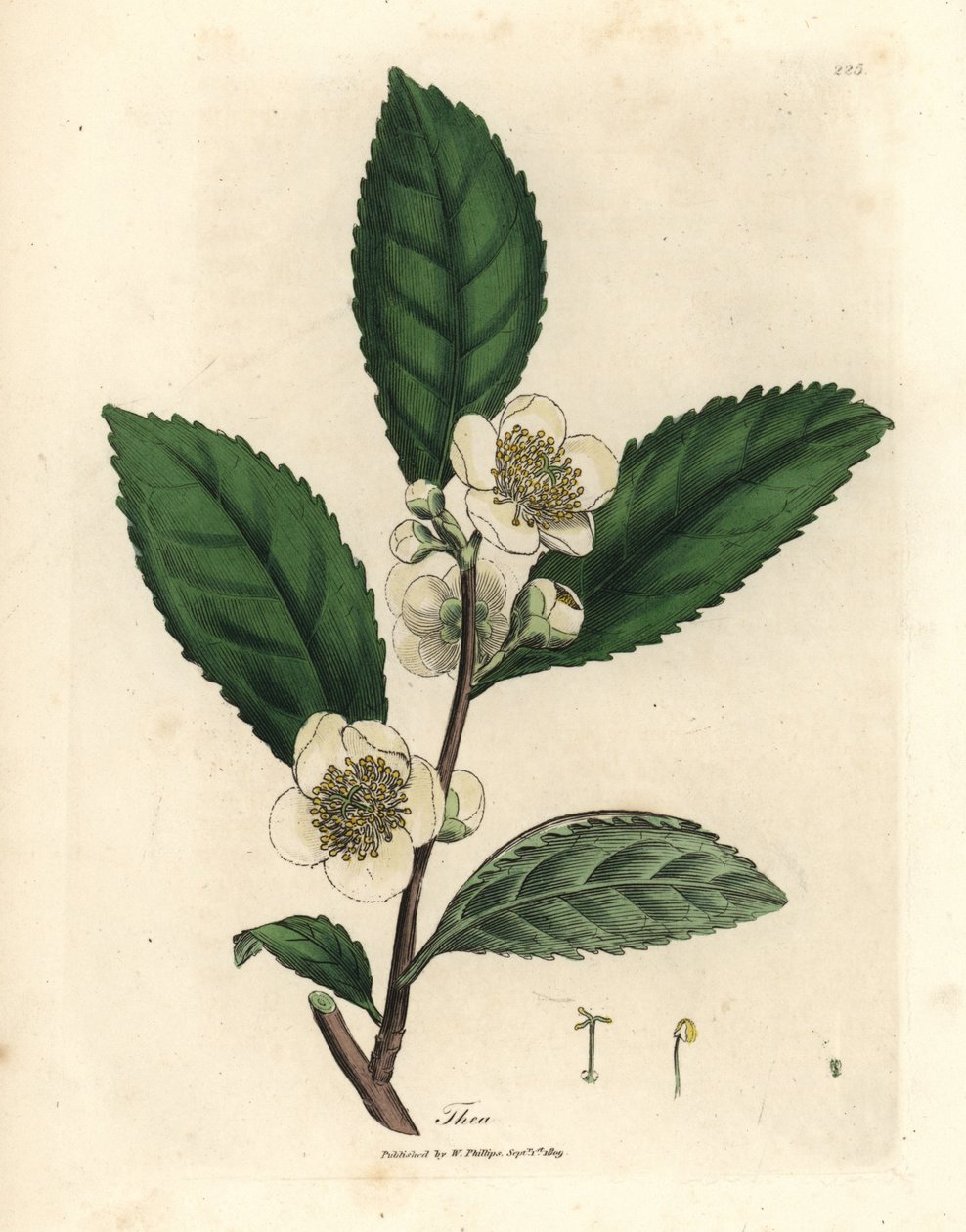 Witte bloemen en groene theebladeren, Thea bohea, Camellia sinensis door James Sowerby