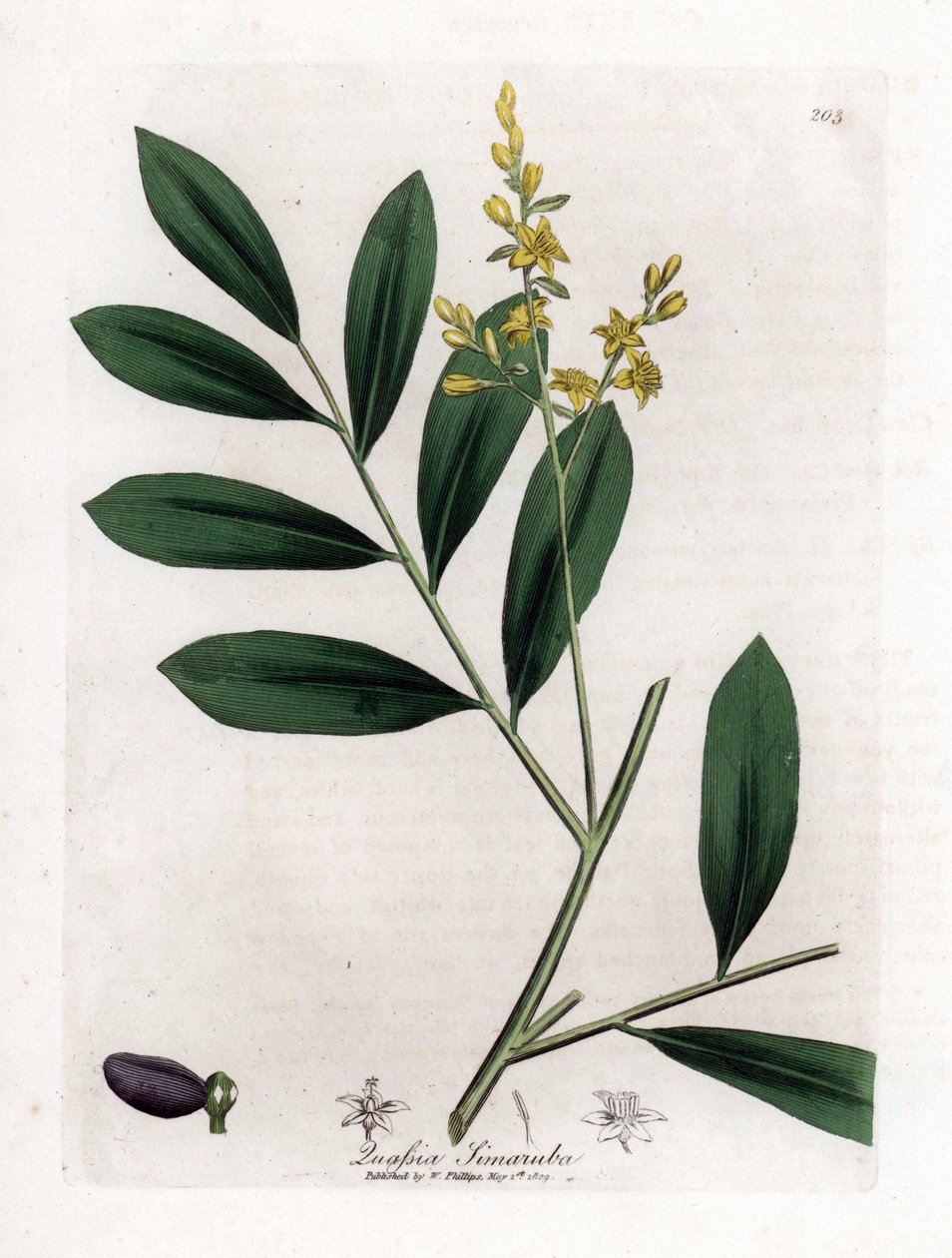 Witte mahonie of marupa - Simaruba, Simarouba amara. Handgekleurde kopergravure uit een botanische illustratie door James Sowerby uit William Woodville en Sir William Jackson Hooker