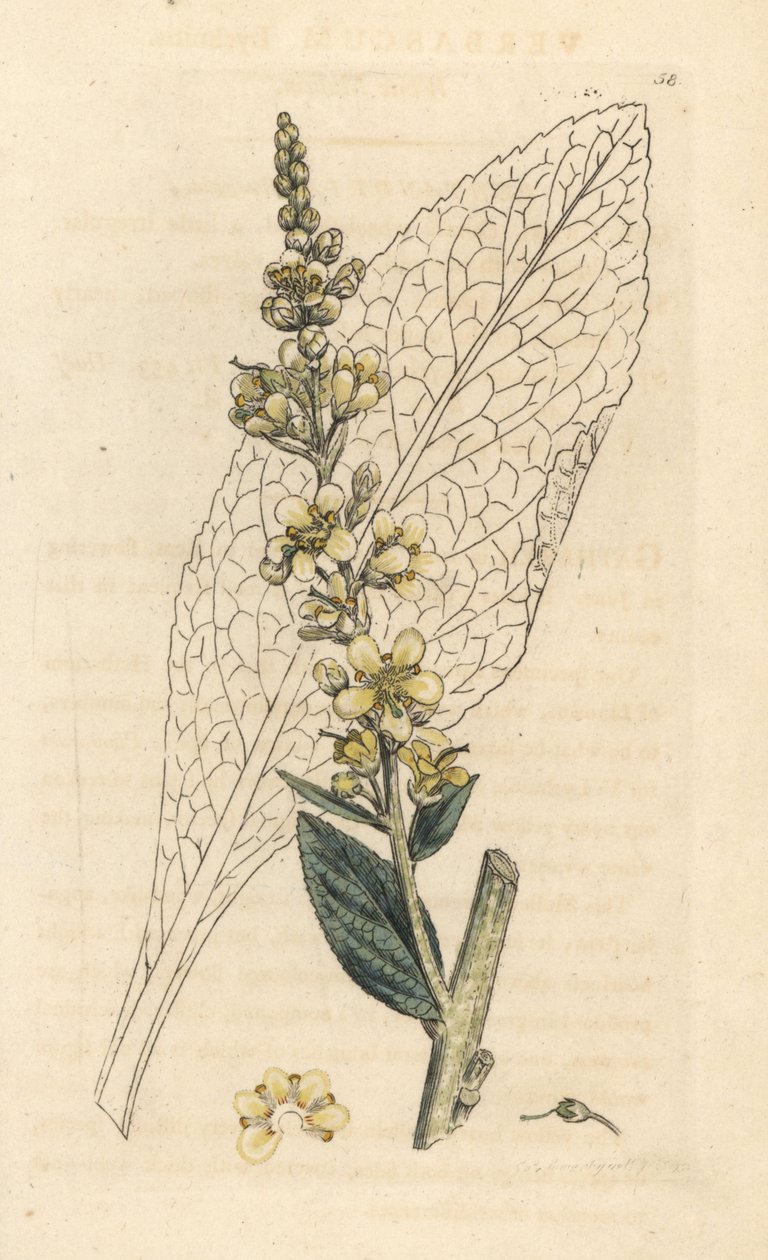 Witte toorts, Verbasum lychnitis (molene) door James Sowerby