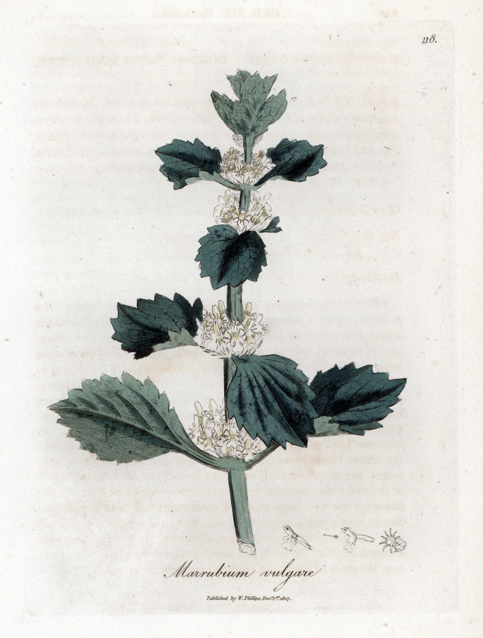 Witte malrove, Marrubium vulgare. Illustratie van James Sowerby uit William Woodville en Sir William Jackson Hooker