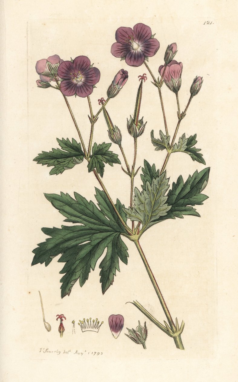 Bosooievaarsbek of bosgeranium, Geranium sylvaticum (bosgeranium) door James Sowerby