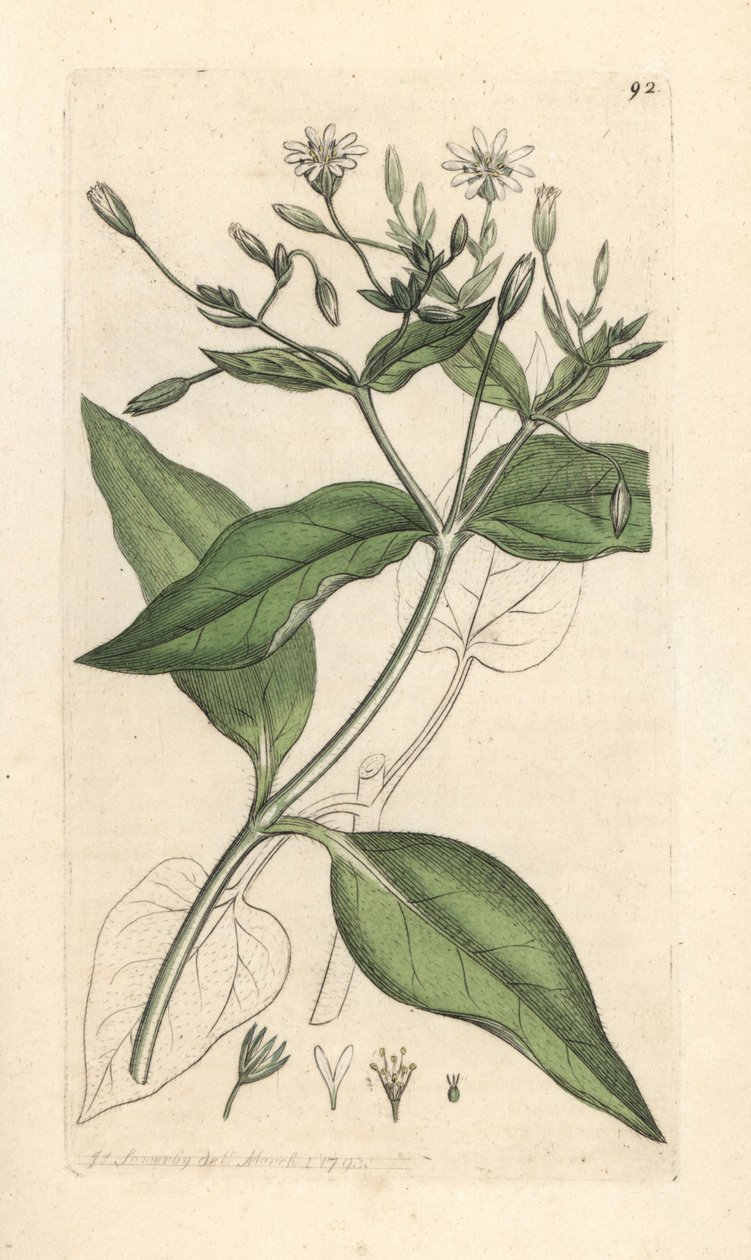 Bossterrenmuur, Stellaria nemorum. Handgekleurde kopergravure naar een illustratie door James Sowerby uit James Smith