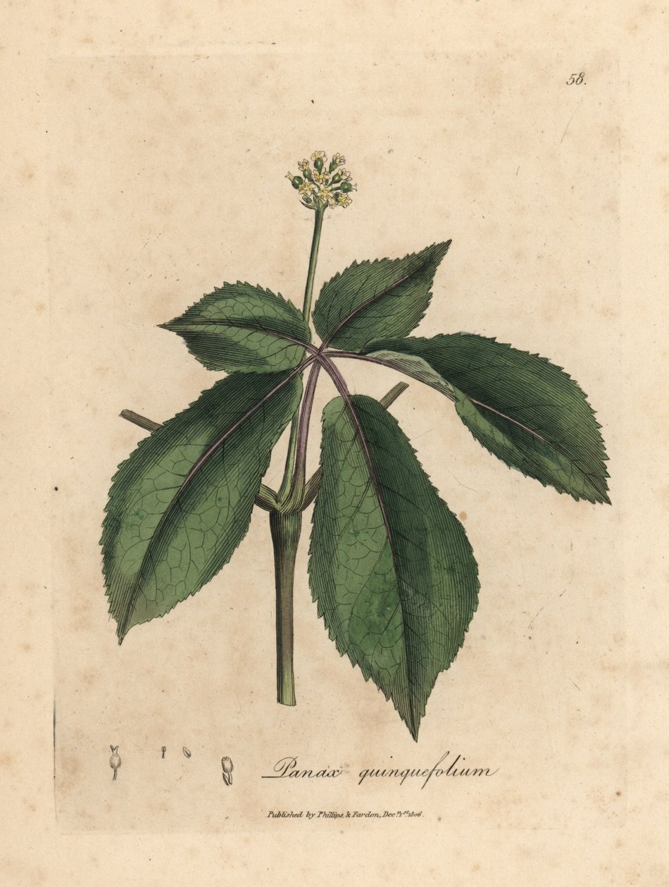Gele bloemige ginsengplant, Panax quinquefolium door James Sowerby