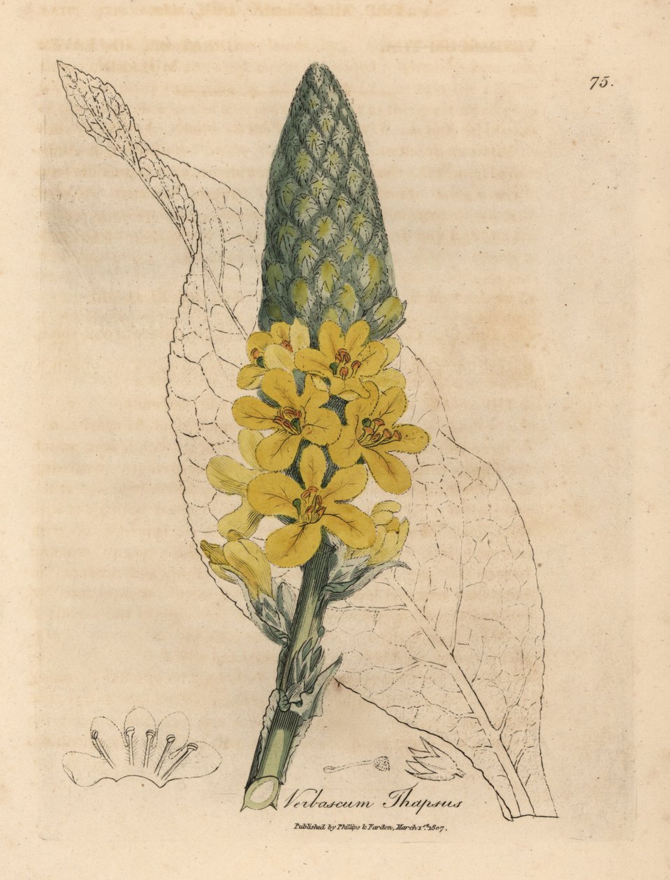 Geelbloemige grote breedbladige toorts, Verbascum thapsus door James Sowerby